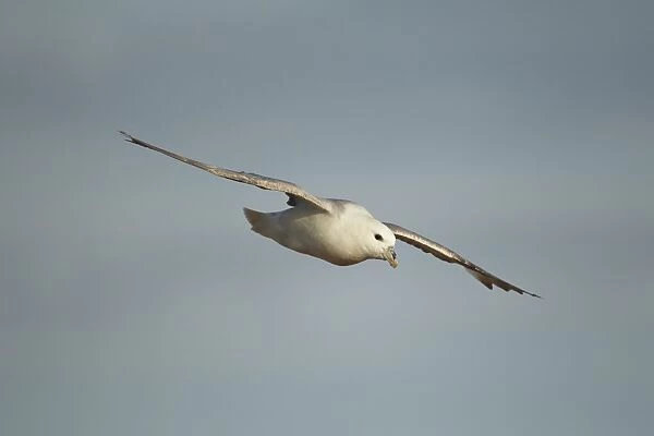Northern Fulmar (Fulmarus glacialis) adult, in flight, gliding on sea breeze, Fair Isle, Shetland Islands, Scotland