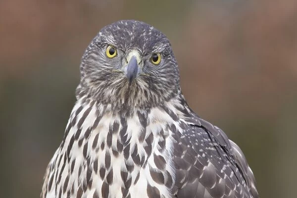 Northern Goshawk (Accipiter gentilis) immature female, first year plumage, close-up of head and breast
