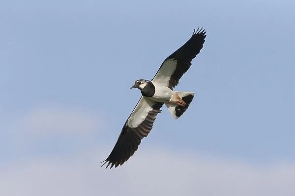 Northern Lapwing (Vanellus vanellus) adult male, breeding plumage, in flight, Suffolk, England, June