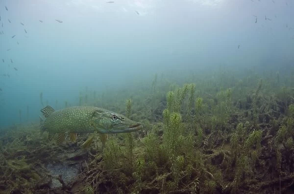 Northern Pike (Esox lucius) adult, swimming over weeds in open water of flooded granite quarry habitat, Stoney Cove