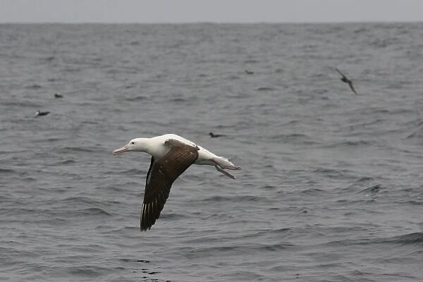 Northern Royal Albatross (Diomedea sanfordi) sub-adult, in flight over sea, off Quintero, Chile, november