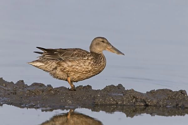 Northern Shoveler (Anas clypeata) adult female, standing on mud at edge of water, Suffolk, England, July