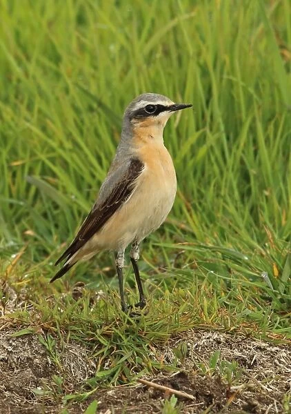 Northern Wheatear (Oenanthe oenanthe) immature male, second calendar year plumage, standing on grass in field, Norfolk