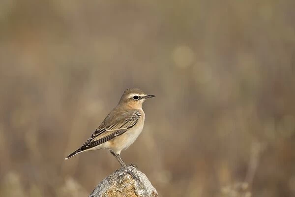 Northern Wheatear (Oenanthe oenanthe) adult female, perched on rock, Castilla y Leon, Spain, August