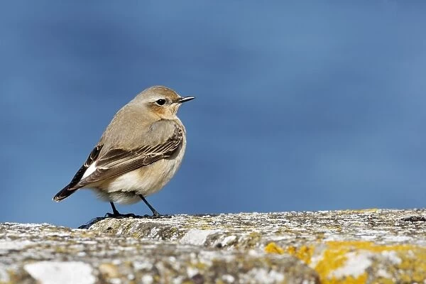 Northern Wheatear (Oenanthe oenanthe) adult female, standing on wall, Warwickshire, England, may
