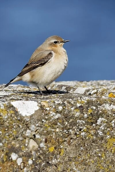 Northern Wheatear (Oenanthe oenanthe) adult female, standing on wall, Warwickshire, England, may