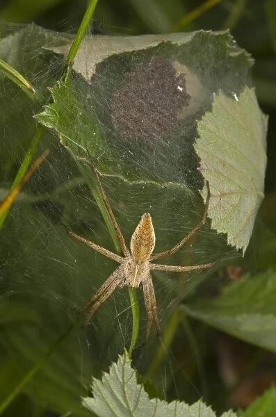 Nursery-web Spider (Pisaura mirabilis) adult female, guarding nursery web with young, Norfolk, England, july