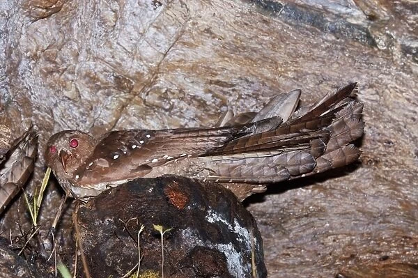 Oilbird (Steatornis caripensis) adult, sitting on nest in cave, Dunston Cave, Asa Wright Nature Centre, Northern Range