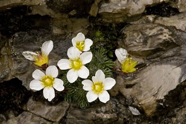 One-flowered Cushion Saxifrage (Saxifraga burseria) flowering, growing on limestone rocks at high altitude