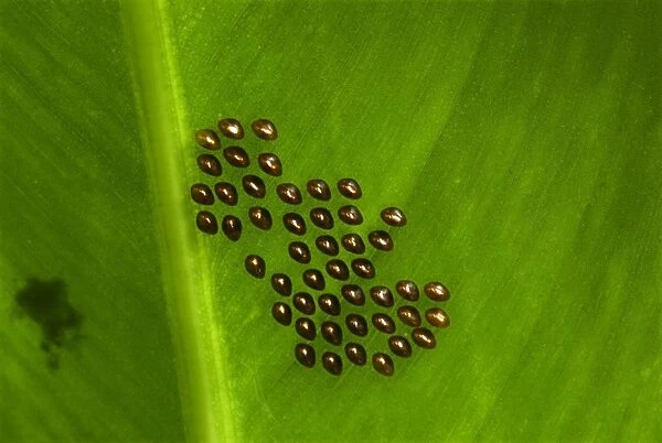 Orange-tipped Leaf-footed Bug (Anasa tristis) introduced species, eggs on underside of leaf, Trivandrum, Kerala, India