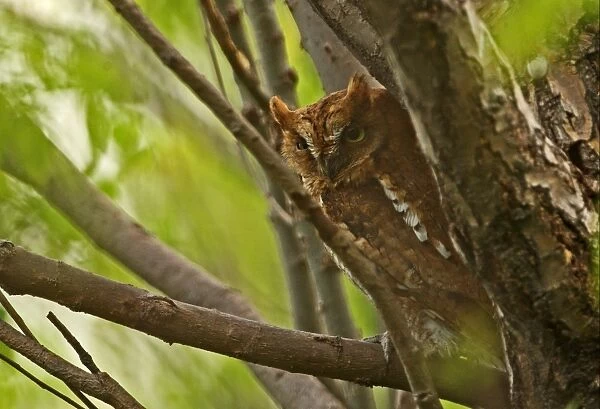 Oriental Scops-owl (Otus sunia stictonotus) rufous morph, adult, perched on branch, Hebei, China, may