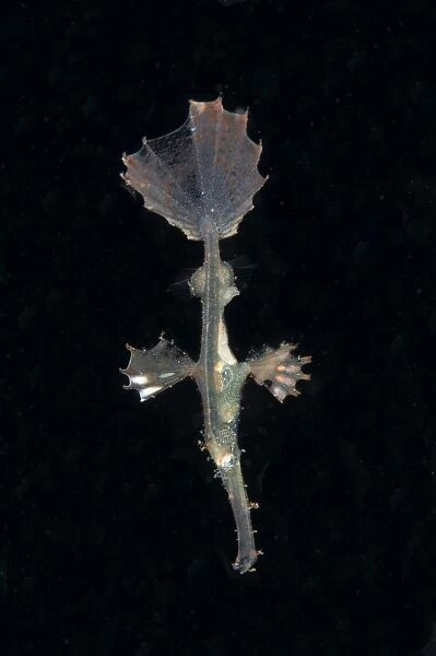 Ornate Ghostpipefish (Solenostomus paradoxus) juvenile, swimming at night, Lembeh Straits, Sulawesi