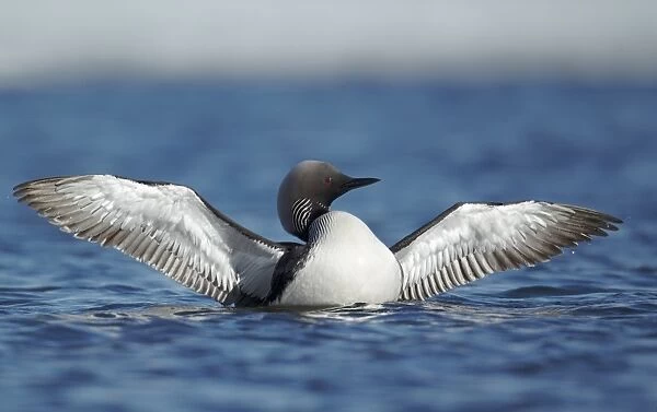Pacific Diver (Gavia pacifica) adult, breeding plumage, flapping wings on water, Nunavut, Canada, July