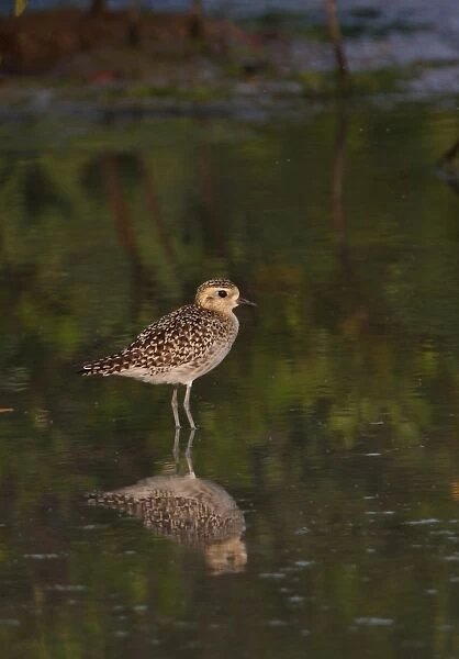 Pacific Golden Plover (Pluvialis fulva) adult, non-breeding plumage, standing in shallow water, Thailand, february