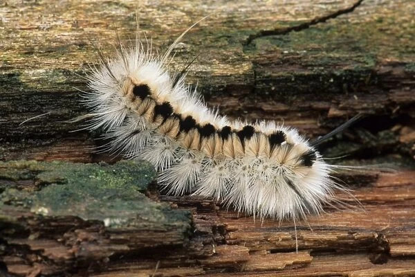 Pale Tiger Moth (Halysidota tessellaris) caterpillar, on log, U. S. A