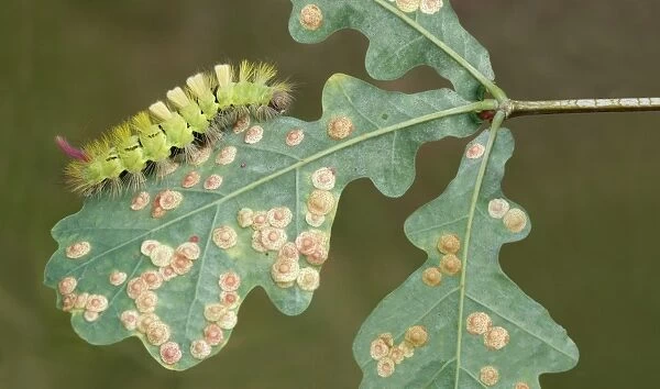 Pale Tussock Moth (Calliteara pudibunda) caterpillar, feeding on Common Oak (Quercus robur)