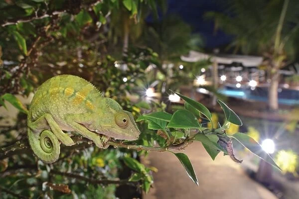 Panther Chameleon (Furcifer pardalis) adult, clinging to branch overlooking hotel at night, Nosy Be, Madagascar