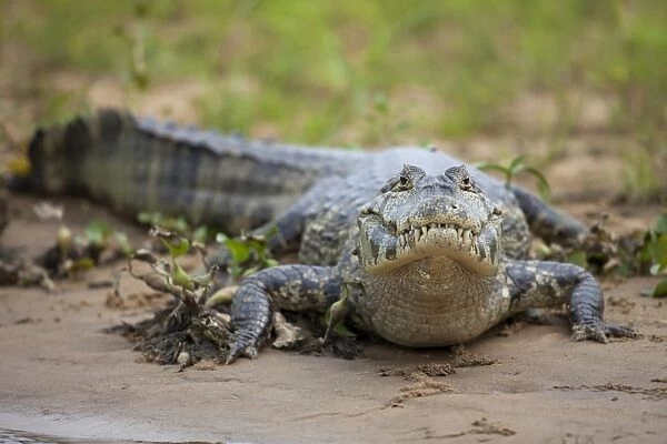 Paraguayan Caiman (Caiman yacare) adult, resting on riverbank, Pantanal, Mato Grosso, Brazil
