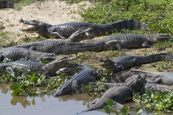 Paraguayan Caiman (Caiman yacare) adults, group resting on shore, Pantanal, Mato Grosso, Brazil