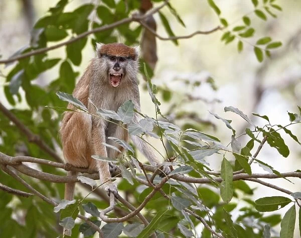 Patas Monkey (Eythrocebus patas) adult female, with mouth open, sitting in tree, near Toubacouta, Senegal, january