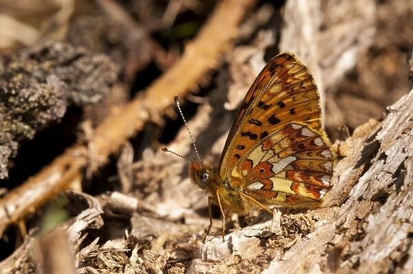 Pearl-bordered Fritillary (Boloria euphrosyne) adult, resting amongst decaying wood