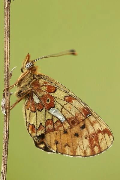 Pearl-bordered Fritillary (Boloria euphrosyne) adult, resting on stem, Worcestershire, England, may