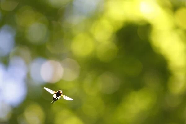 Pellucid Hoverfly (Volucella pellucens) adult male, in flight, hovering in woodland glade, Powys, Wales, june