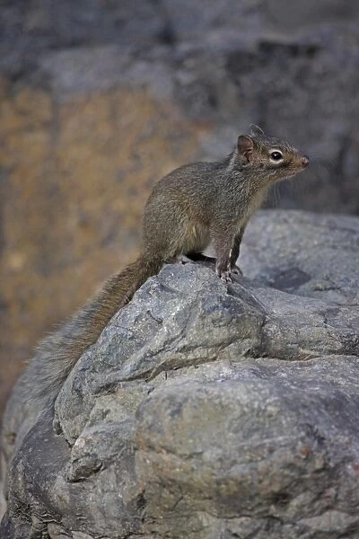 Pere David's Rock Squirrel (Sciurotamias davidianus) adult, standing on rock, Hebei, China, may