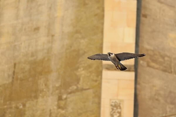 Peregrine Falcon (Falco peregrinus) adult, in flight, at cathedral nestsite, Norwich Cathedral, Norwich, Norfolk