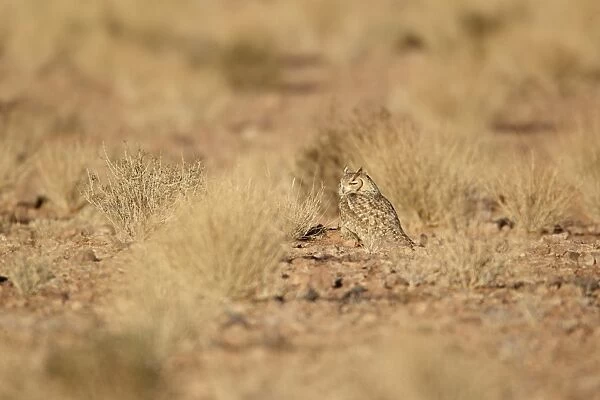 Pharaoh Eagle-owl (Bubo ascalaphus) adult, standing on ground in desert habitat, near Erg Chebbi, Morocco, february