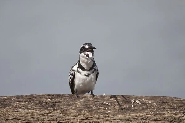 Pied Kingfisher (Ceryle rudis) adult male, swallowing caught fish prey, Gambia, February