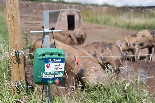 Pig farming, close-up of Electric fence control box, with Oxford Sandy and Black weaners in paddock with ark