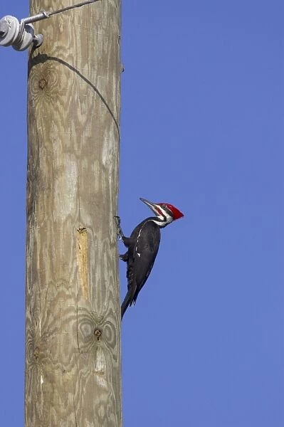 Pileated Woodpecker (Dryocopus pileatus) adult male, causing damage to utility pole, Lake Kissimmee, Florida, U. S. A