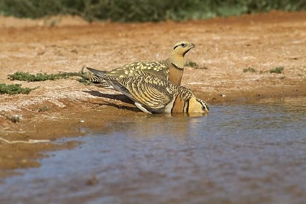 Pin-tailed Sandgrouse (Pterocles alchata) adult pair, drinking at pool, Aragon, Spain, july
