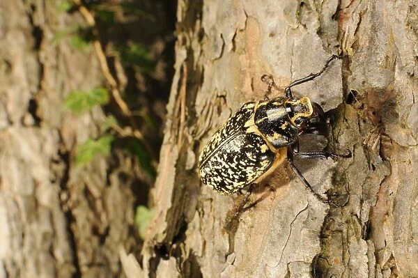 Pine Chafer (Polyphylla fullo) adult male, climbing on pine trunk, Italy, july