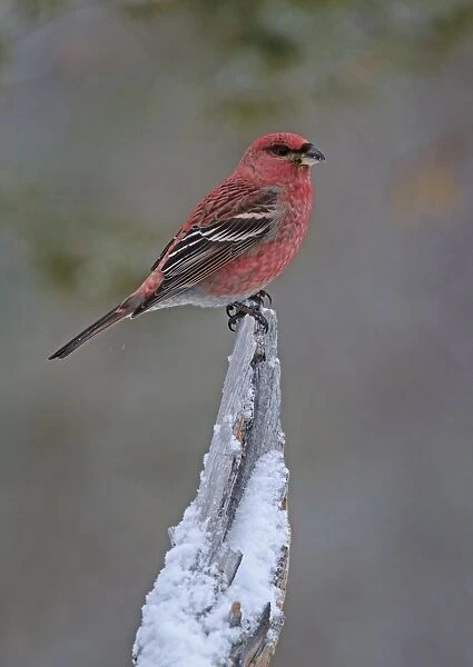 Pine Grosbeak (Pinicola enucleator) adult male, perched on snow covered stump, Lapland, Finland, March