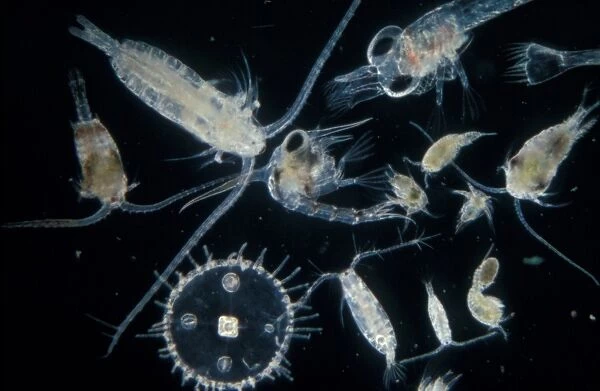 Plankton-Zooplankton (Autumn) Cofepods (Calanus, Centro- pages, Acartia, Temora etc. )
