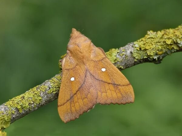 Plum Lappet (Odonestis pruni) adult male, resting on lichen covered twig, Cannobina Valley, Piedmont, Northern Italy, july