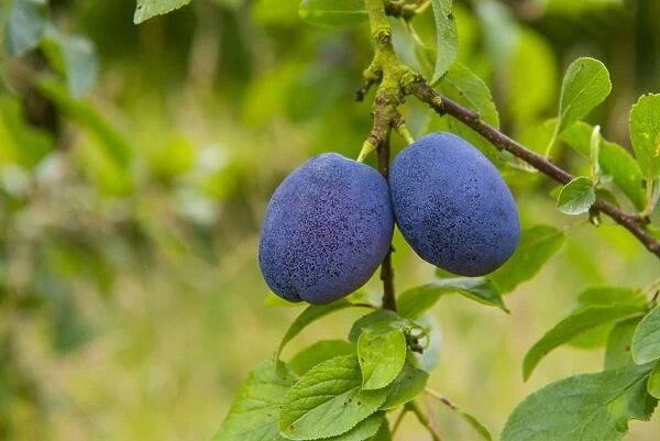 Plum (Prunus domestica) Violetta, close-up of ripe fruit, growing in orchard, Norfolk, England, August