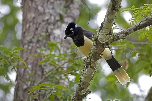 Plush-crested Jay (Cyanocorax chrysops) adult, perched on branch, Iguacu N. P. Parana, Brazil