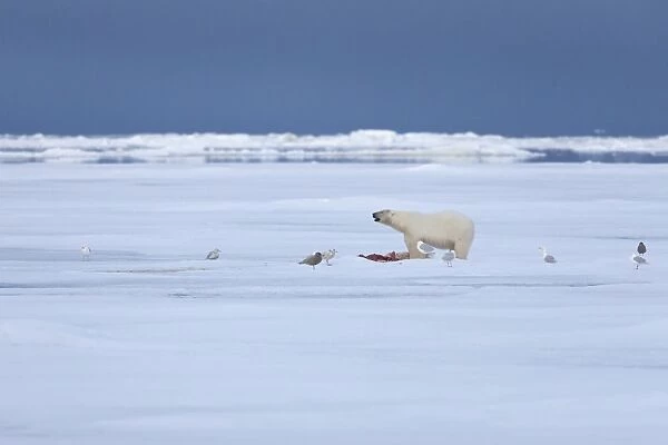 Polar Bear (Ursus maritimus) adult, feeding on prey, with Glaucous Gulls (Larus hyperboreus) scavenging, standing on pack ice in habitat, Spitsbergen, Svalbard, september