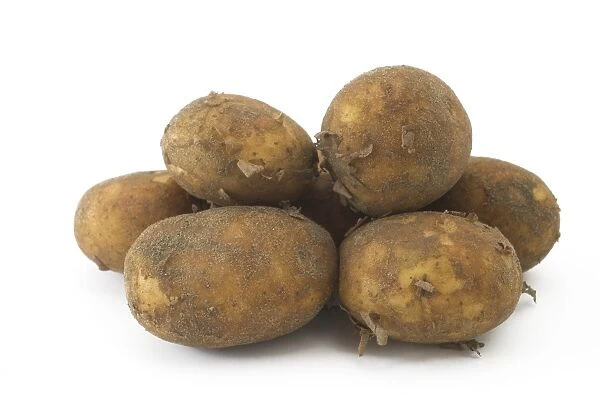 Potato (Solanum tuberosum) tubers