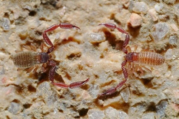 Pseudoscorpion (Withius sp. ) two adults, facing each other, Socotra, Yemen, march