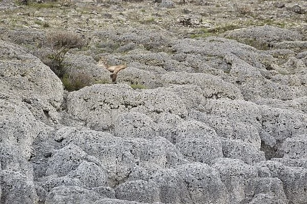 Puma (Puma concolor puma) adult female, resting on calcium carbonate rocks in habitat, Torres del Paine N. P