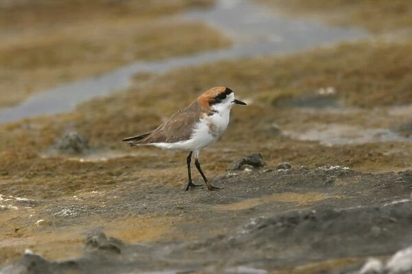 Puna Plover (Charadrius alticola) adult, standing on rock, Lauca N. P. Northern Chile, november
