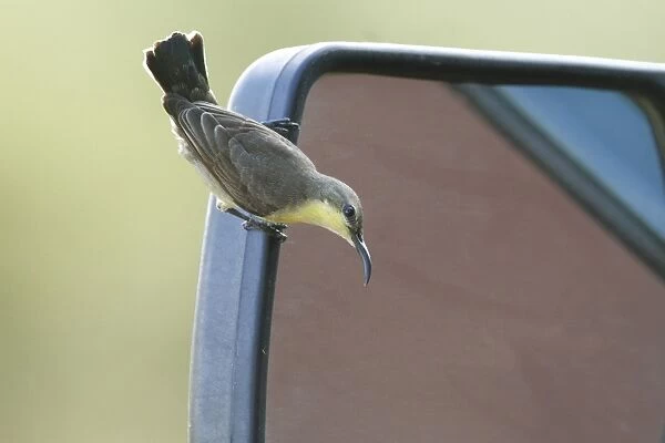 Purple Sunbird (Cinnyris asiaticus) adult female, investigating self reflection in car wing mirror, Bundala N. P