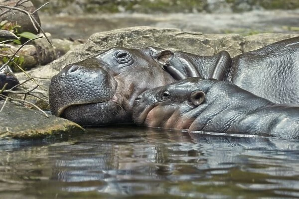 Pygmy Hippopotamus (Choeropsis liberiensis) adult female with baby, resting in water, Singapore Zoo