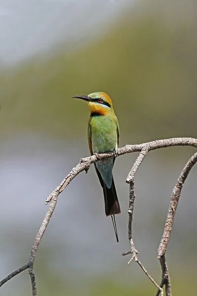 Rainbow Bee-eater (Merops ornatus) adult, perched on branch, Cairns, Queensland, Australia, October