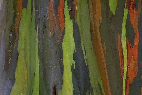 rainbow eucalyptus tree bark