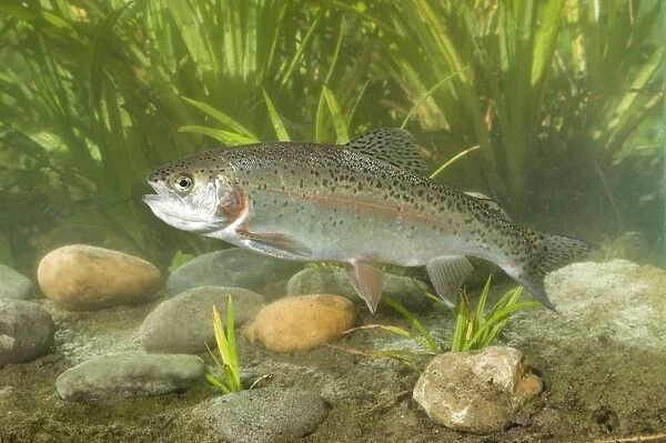 Rainbow Trout (Oncorhynchus mykiss) introduced species, adult, swimming, Sussex, England